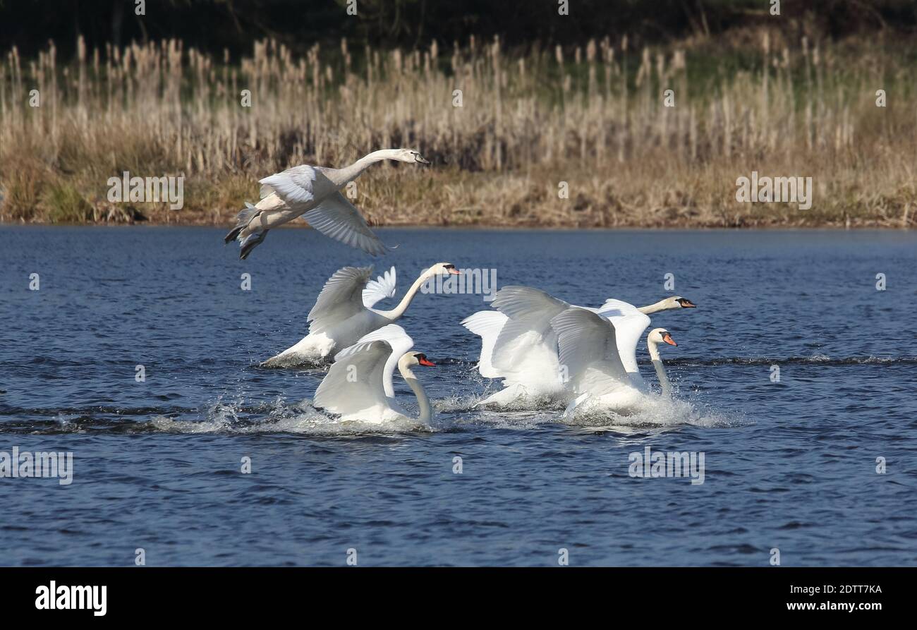 Eine Herde, bestehend aus fünf Schwanen, landete gerade auf einem kleinen See in Malente, Deutschland. Stockfoto