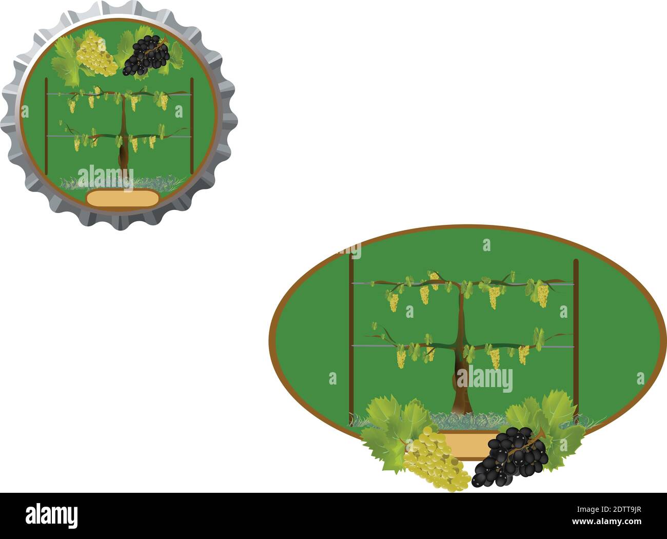 Eine Illustration von Trauben in einem Weinberg auf einem weißen Hintergrund Stockfoto