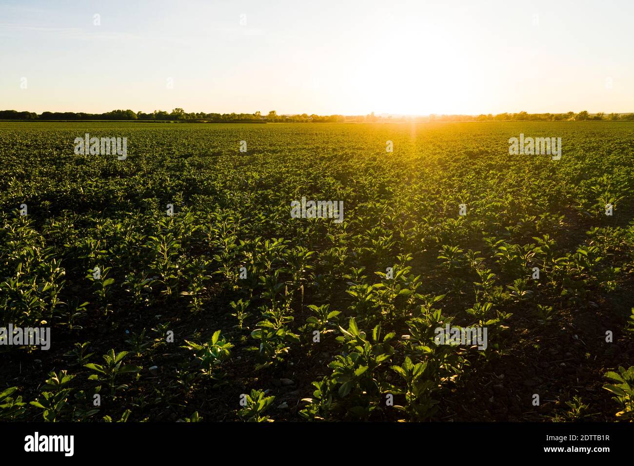 Luftaufnahme mit Blick auf landwirtschaftliche Nutzpflanzen in der englischen Landschaft Im Sommer bei Sonnenaufgang Stockfoto