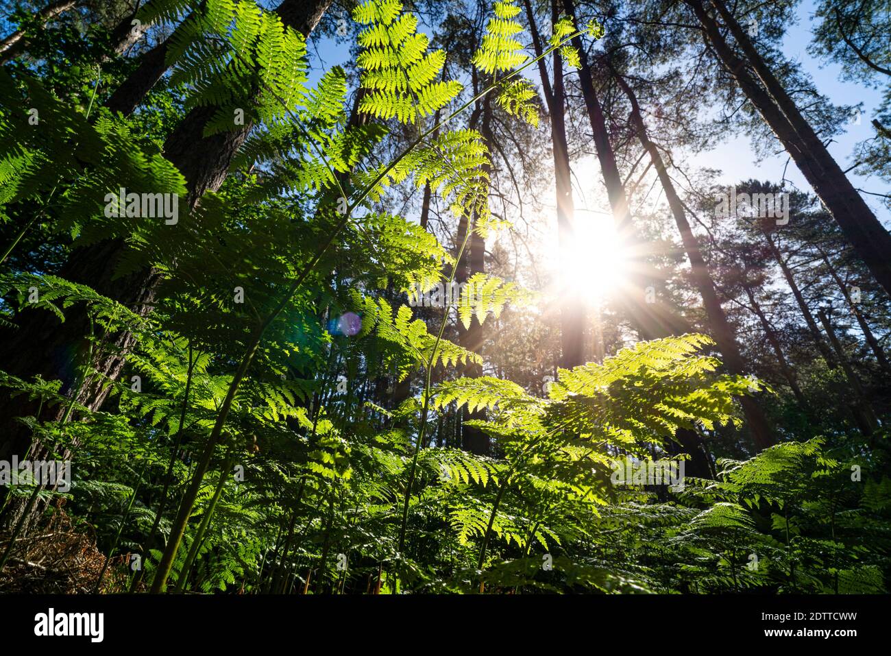 Blick ip durch Bracken in einem englischen Wald im Sommer Bei Sonnenaufgang Stockfoto