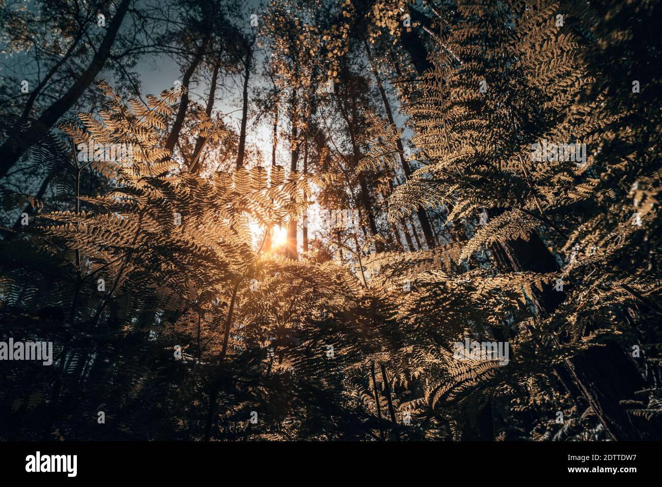 Blick ip durch Bracken in einem englischen Wald im Sommer Bei Sonnenaufgang Stockfoto