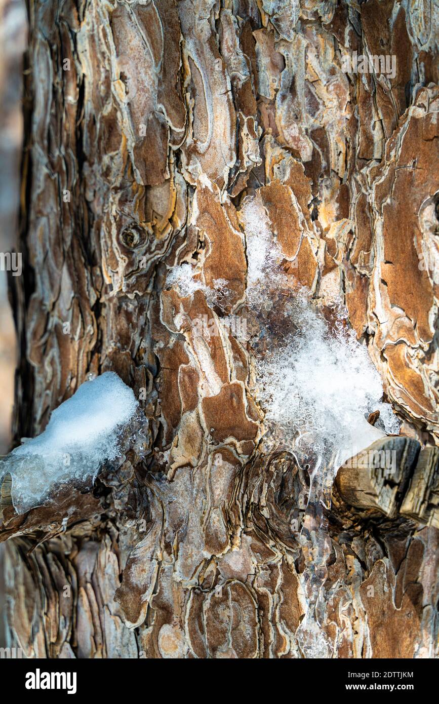 Detail eines alten Baumstammes mit Schnee bedeckt Starke Muster Stockfoto