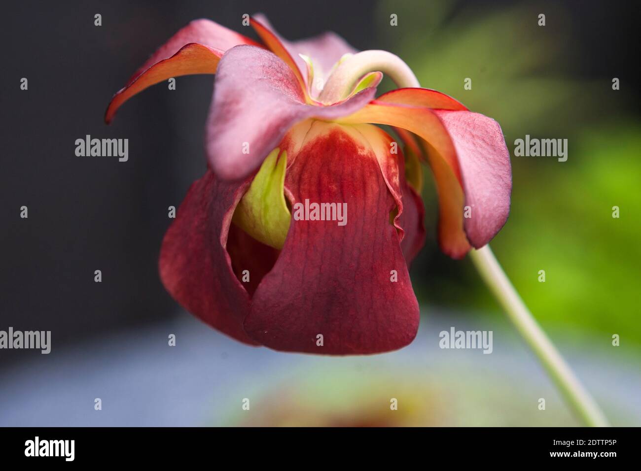 Blume der Purpurpfanne (Sarracenia purpurea) Wächst in einem englischen Garten Stockfoto