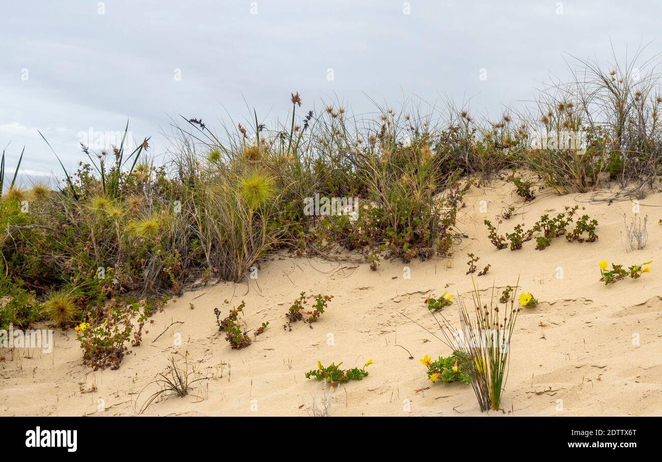 Einheimische Pflanzenvegetation auf einer Sanddüne am Moore River Guilderton Western Australia. Stockfoto