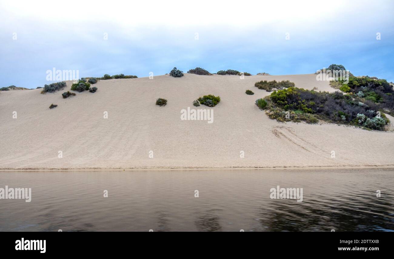 Sukkulenten Vegetation einheimische Flora auf einer Sanddüne am Moore River Guilderton Western Australia. Stockfoto