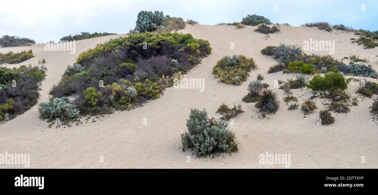 Sukkulenten Vegetation einheimische Flora auf einer Sanddüne am Moore River Guilderton Western Australia. Stockfoto