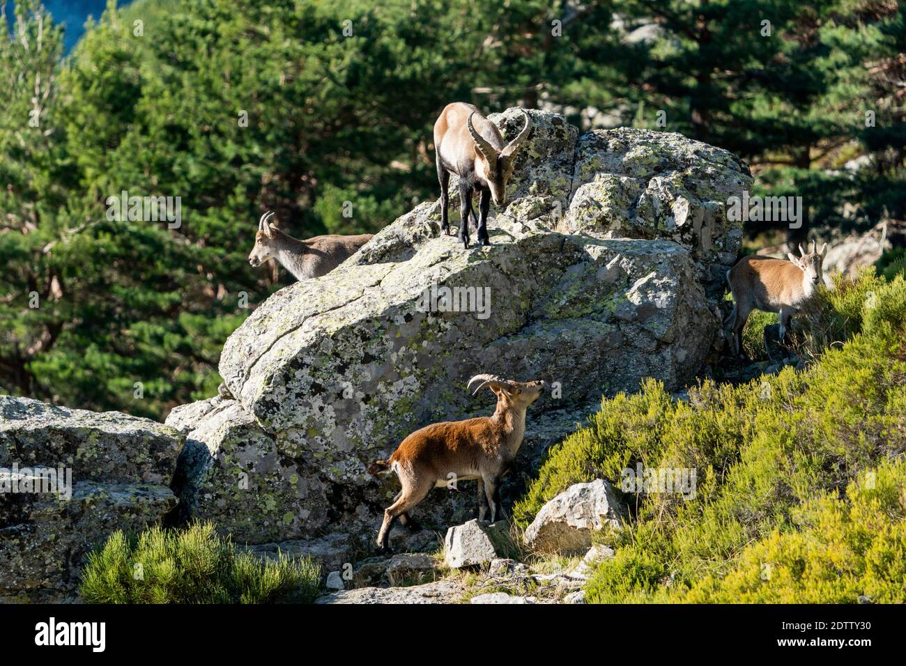 Iberische Steinböcke, Iberiensteinböcke, Spanisch wilde Ziege, oder Iberischen wilde Ziege (Capra pyrenaica) Stockfoto