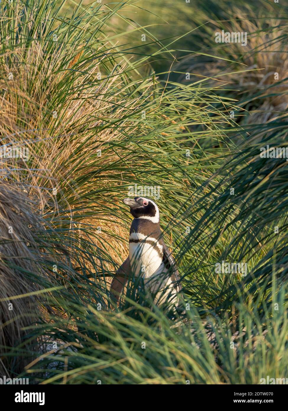 Magellanic Penguin (Spheniscus magellanicus). Brutgebiet im Zwickel Gürtel, die natürliche Vegetation auf subantarktischen Inseln Südamerika, Falkla Stockfoto