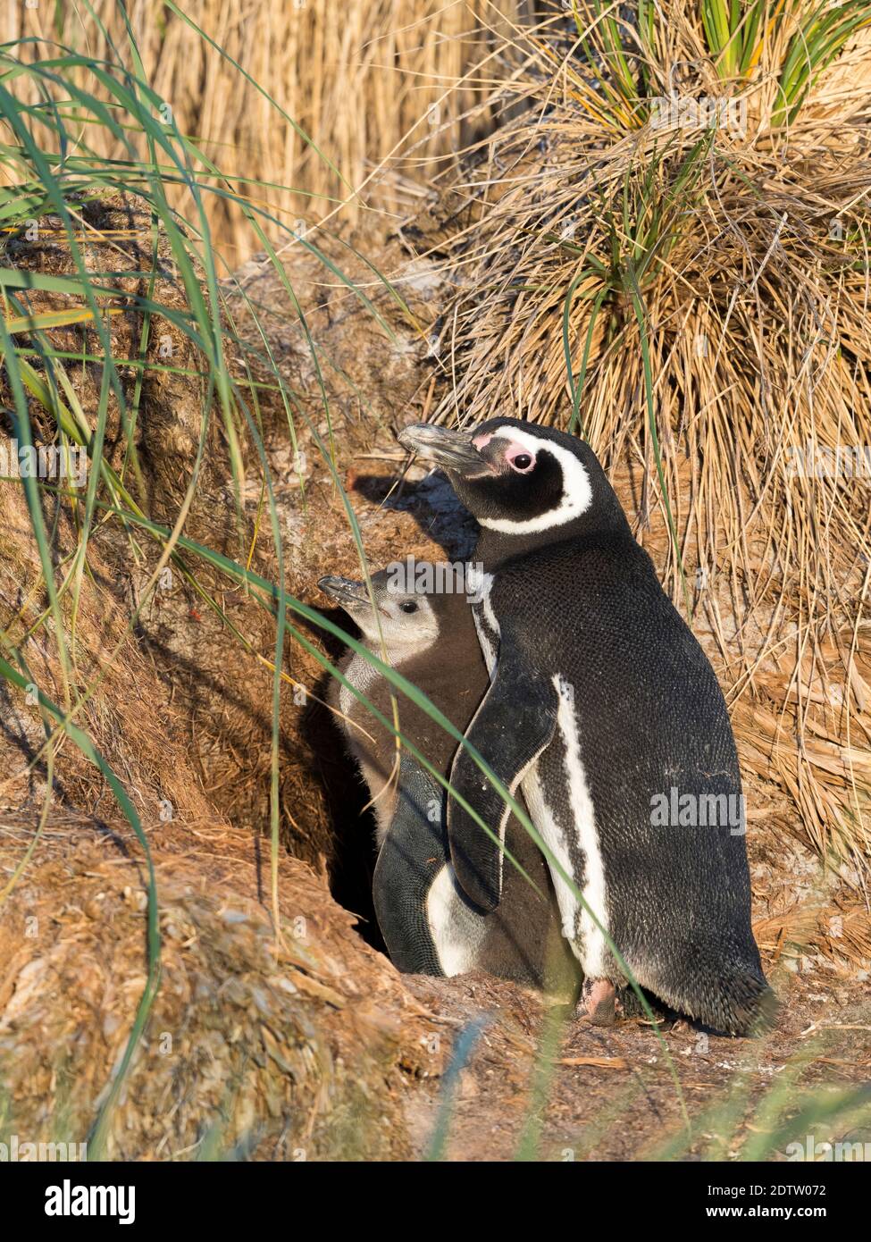 Magellanic Penguin mit Küken (Spheniscus magellanicus). Brutgebiet im Zwickel Gürtel, die natürliche Vegetation auf subantarktischen Inseln South Amer Stockfoto