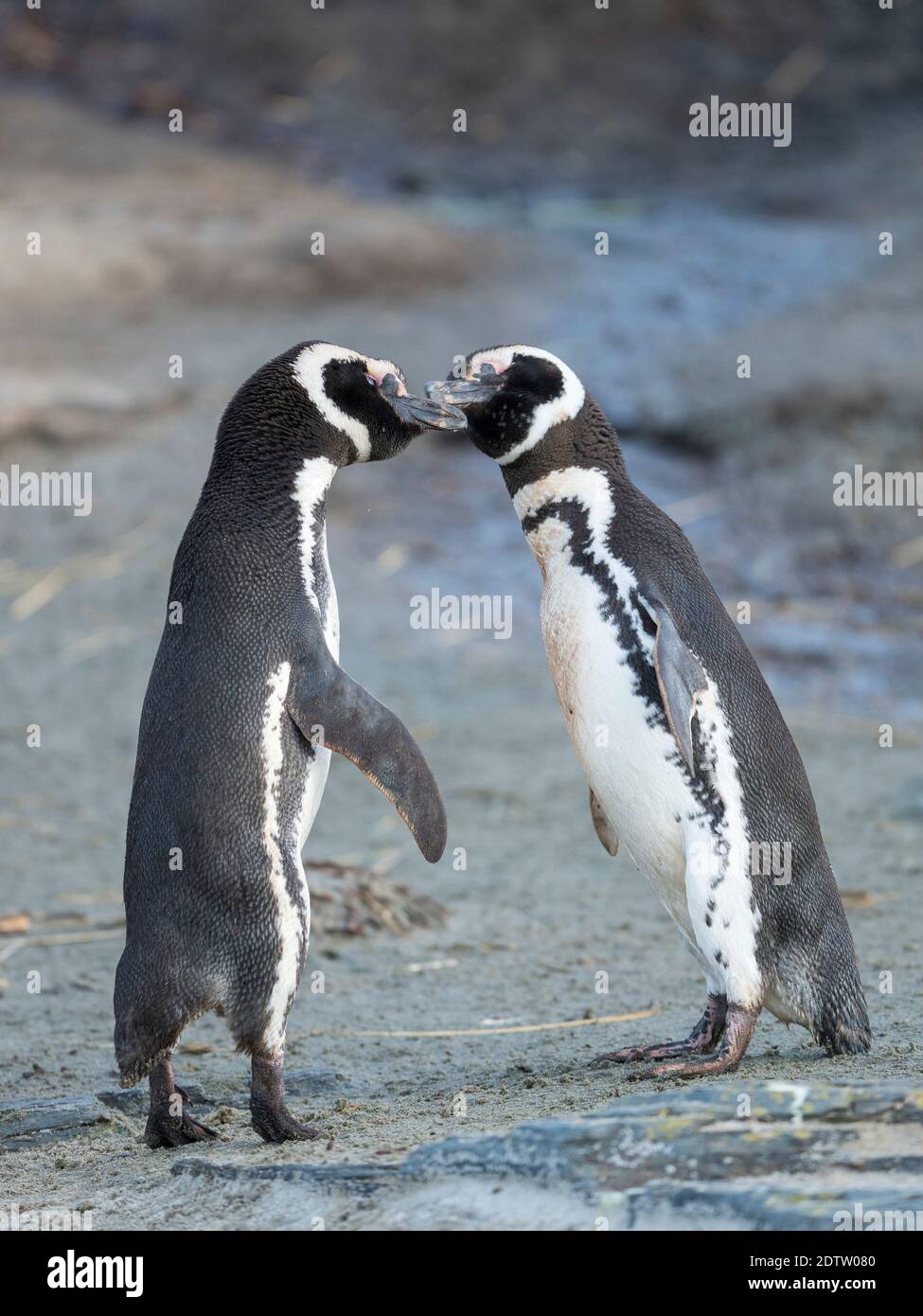 Soziale Interaktion und Verhalten in einer Gruppe. Magellanic Penguin (Spheniscus magellanicus). Südamerika, Falklandinseln, Januar Stockfoto