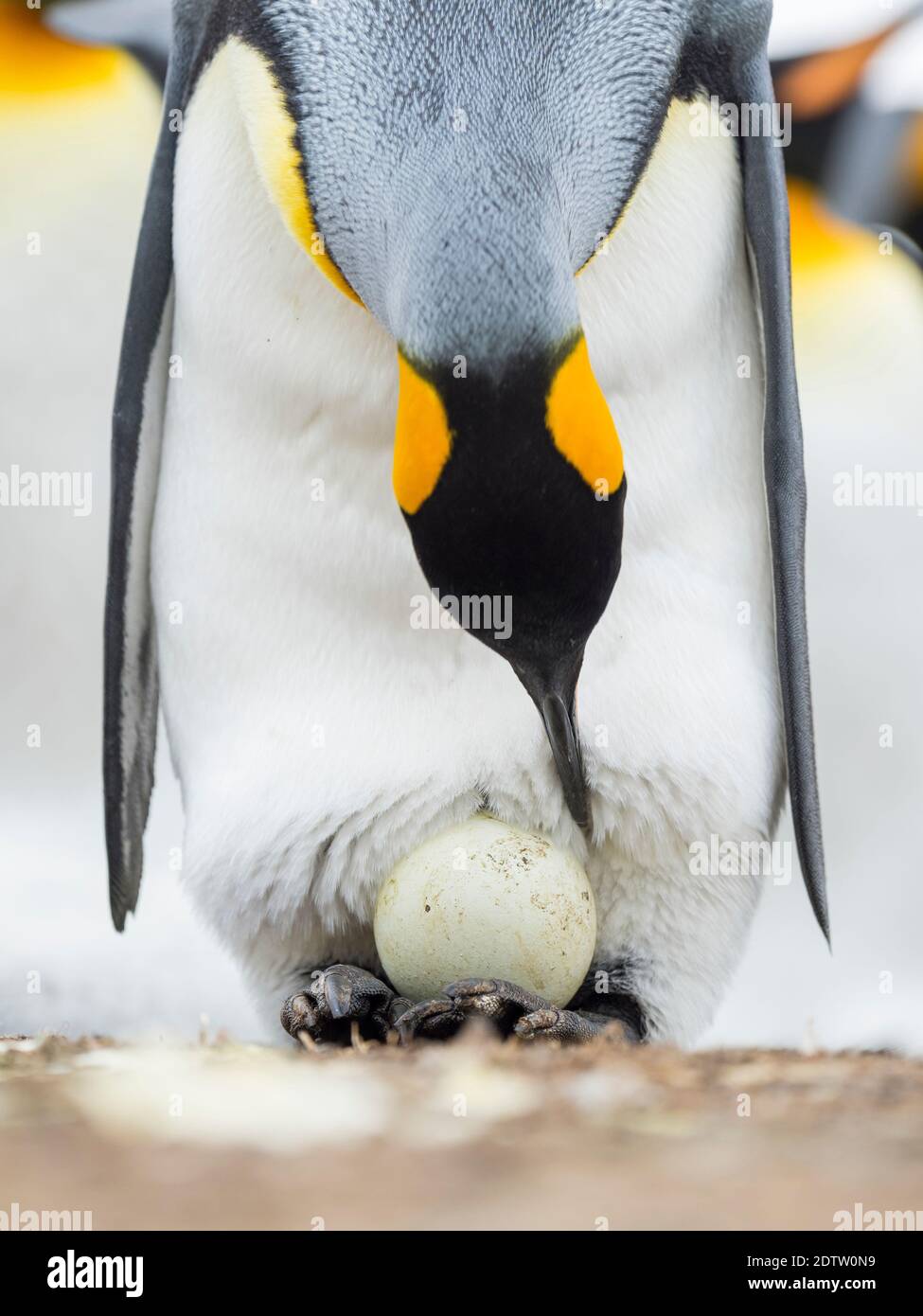 Eier werden von Erwachsenen beim Balancieren auf den Füßen inkubiert. Königspinguin (Aptenodytes patagonicus) auf den Falklandinseln im Südatlantik. South Amer Stockfoto