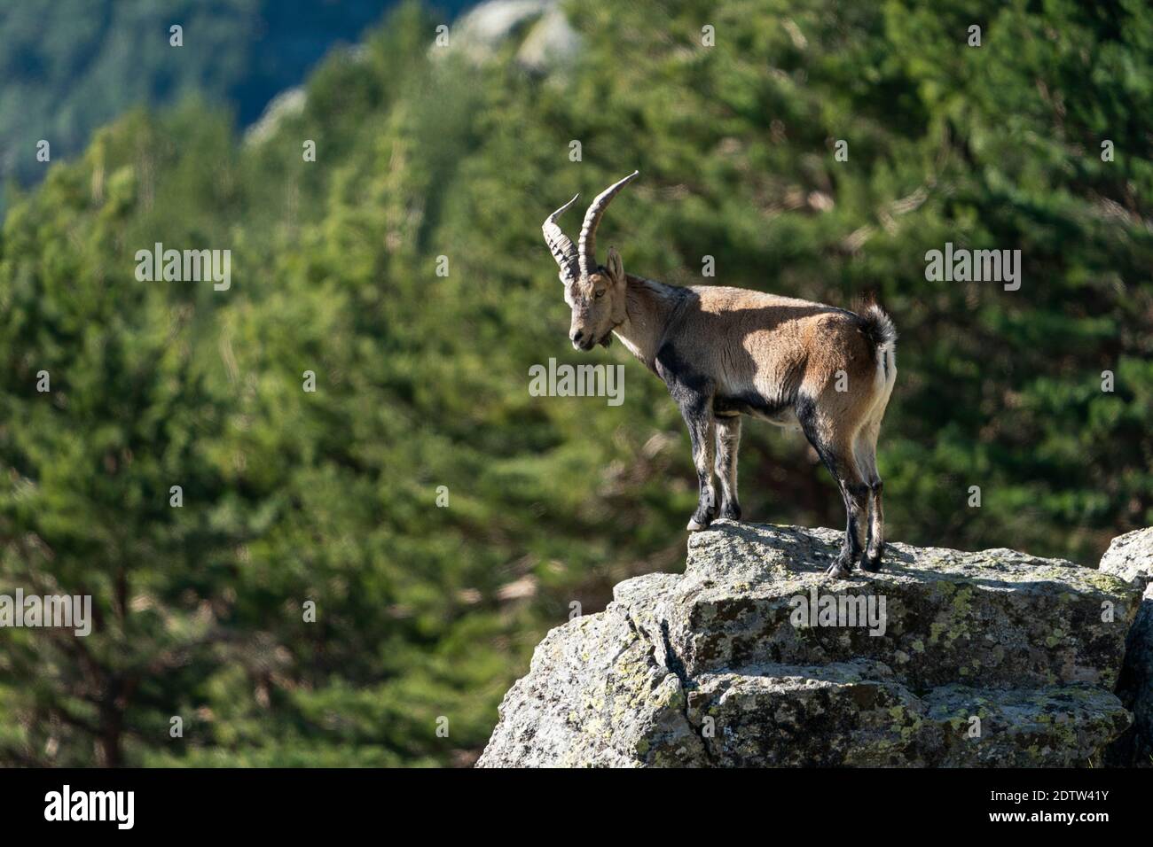 Iberische Steinböcke, Iberiensteinböcke, Spanisch wilde Ziege, oder Iberischen wilde Ziege (Capra pyrenaica) Stockfoto
