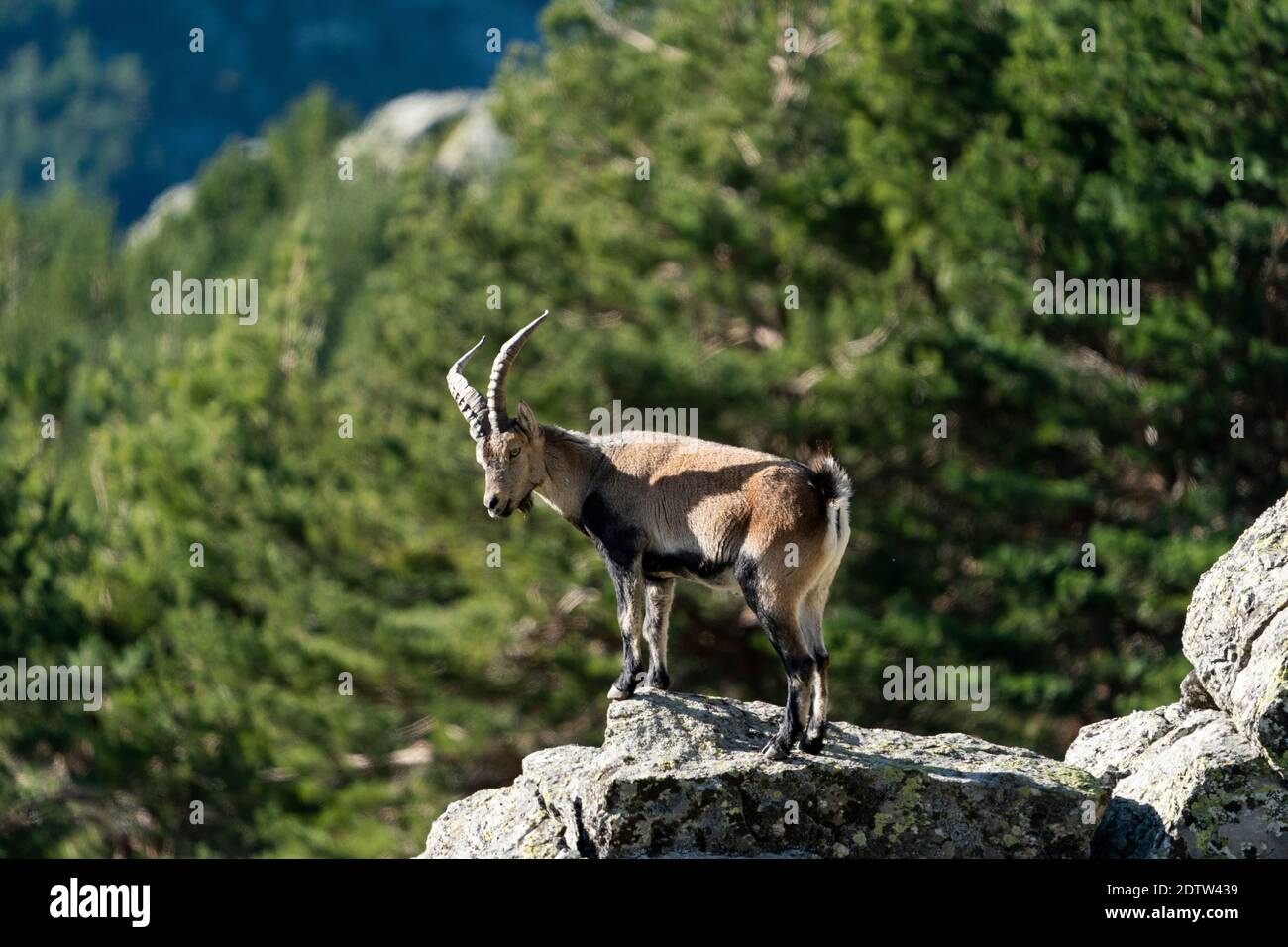 Iberische Steinböcke, Iberiensteinböcke, Spanisch wilde Ziege, oder Iberischen wilde Ziege (Capra pyrenaica) Stockfoto