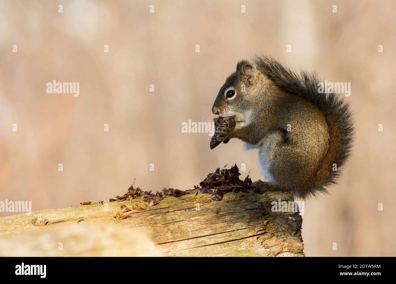 Ein graues Eichhörnchen steht früh am Morgen auf, um für sein Frühstück zu schnacken. Stockfoto