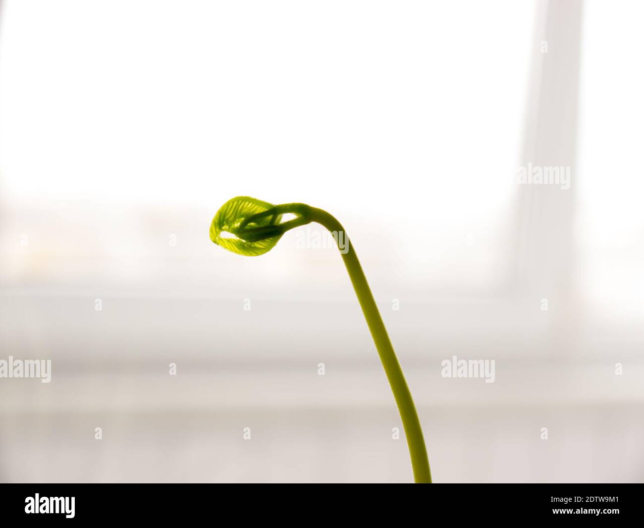 Die Bonsai Baum auf Keramik Topf. Stockfoto