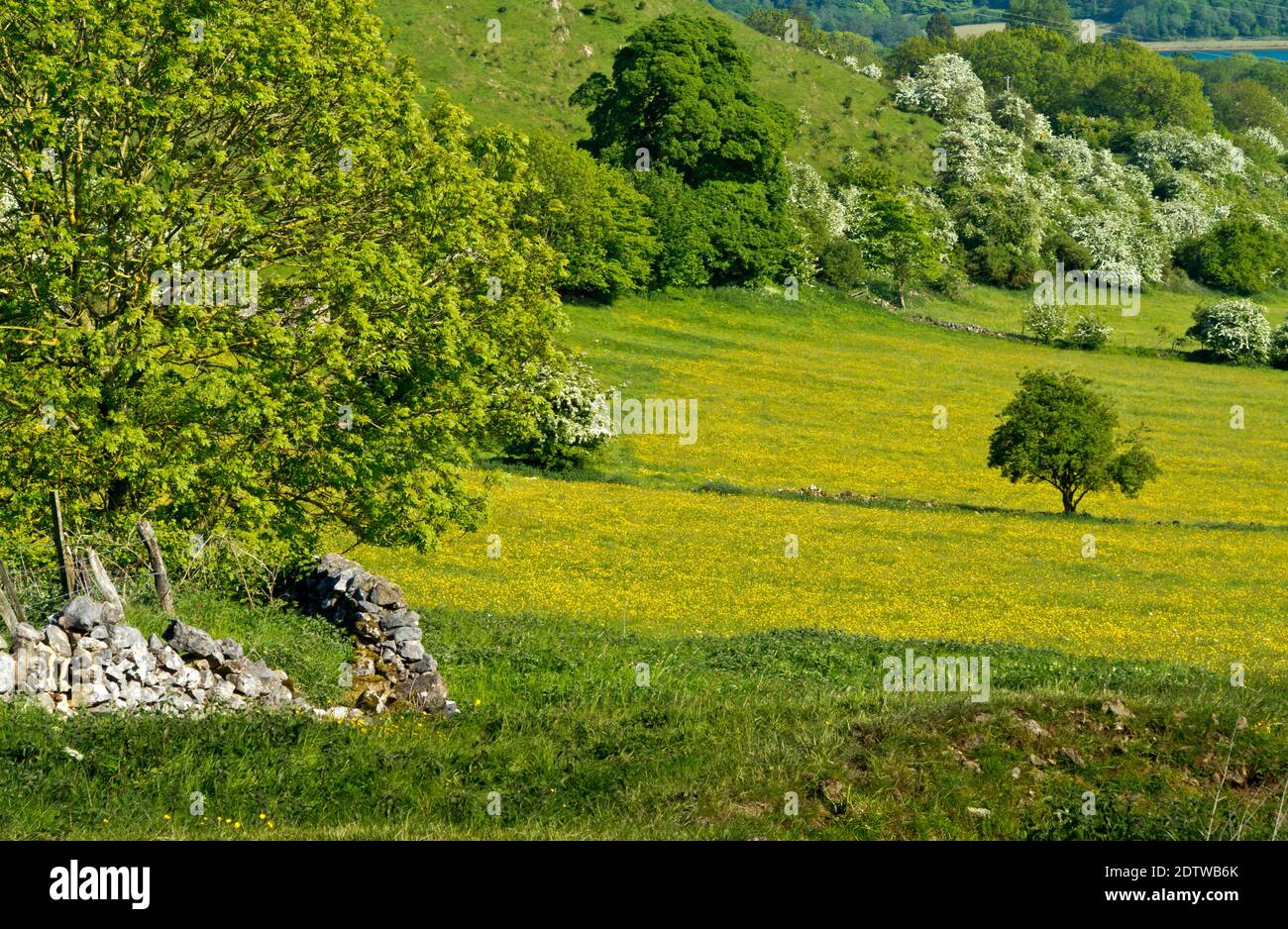 Frühsommerlandschaft mit Feld voller Butterblumen in Carsington Weiden in den Derbyshire Dales Teil des Peak District England GB Stockfoto