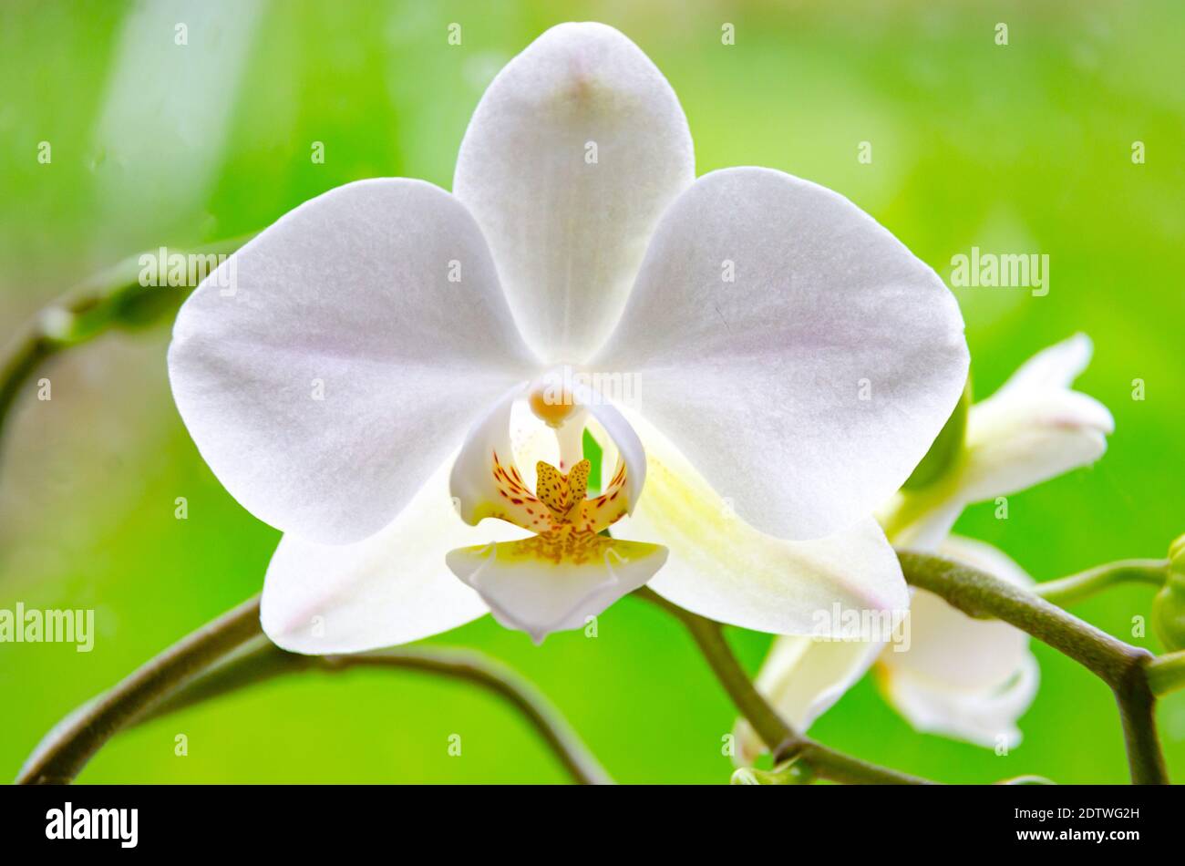 Nahaufnahme einer weißen Orchideenblume, einer zarten und zerbrechlichen Blüte mit ornamentalen Qualitäten. Stockfoto