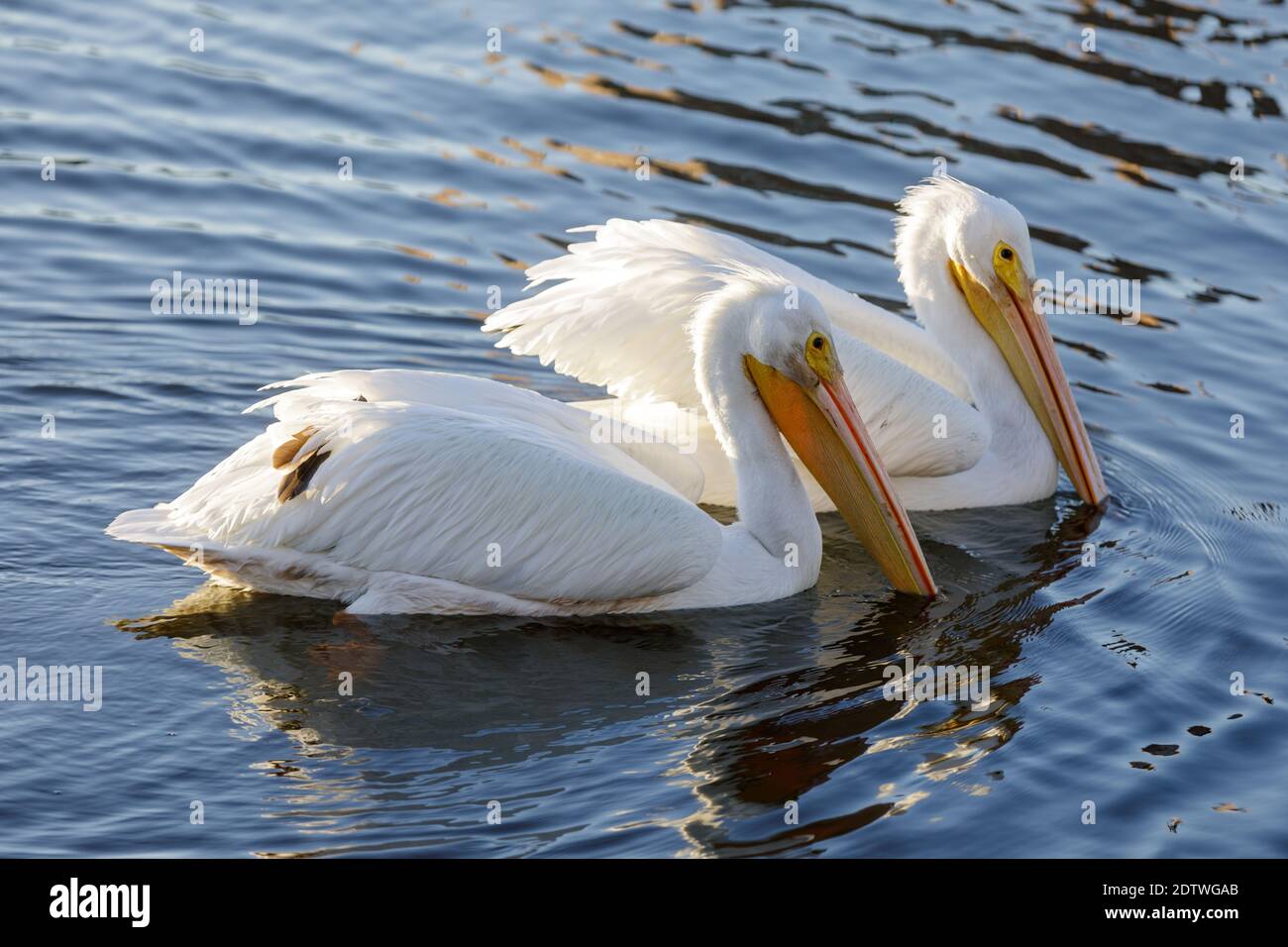 American White Pelicans Schwimmen und Nahrungssuche im See Stockfoto