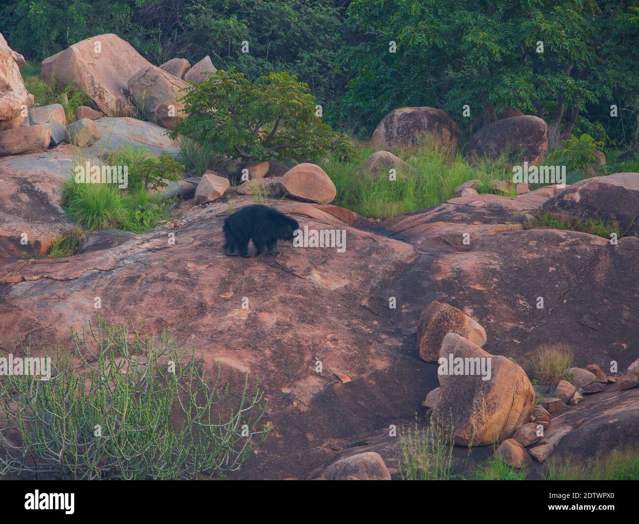 Faultier Bär in einem felsigen Gelände - fotografiert in Daroji Sloth Bear Sanctuary (Karnataka, Indien) Stockfoto