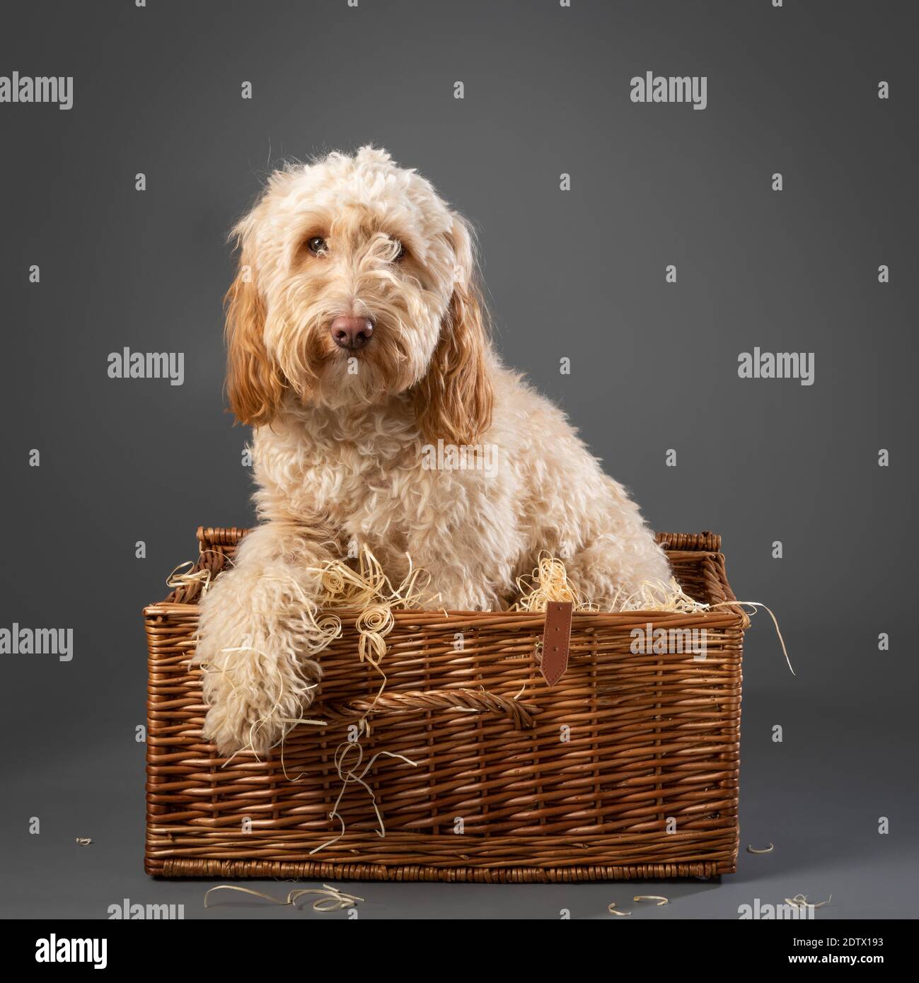Cockapoo Hund saß innen Korbkorb Picknick auf grauem Hintergrund Stockfoto