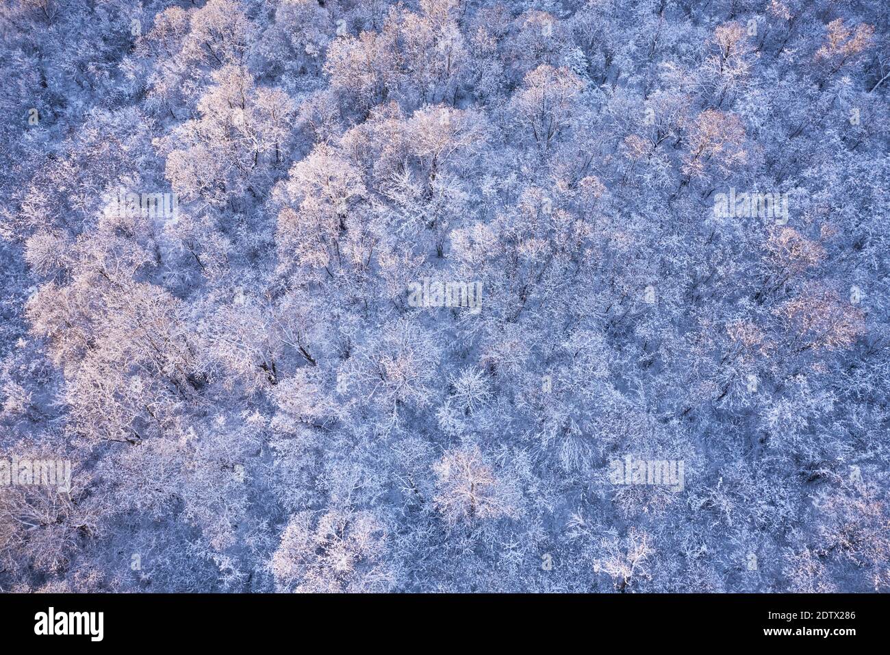 Luftdrohne von oben nach unten fliegen über gefrorenen Winterwald. Bäume bedeckt mit Schnee und Frost. Landschaftsfotografie Stockfoto