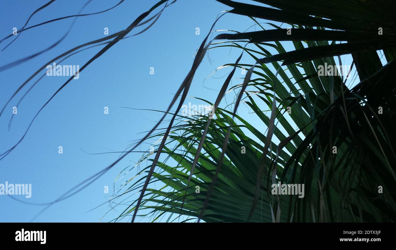 Tropische Palmwedel vor blauem Himmel, Palme, Tropen, Padre Island, Corpus Christi, Texas, Platz für Text, Text, fröhliche Urlaubsstimmung, Insel Stockfoto