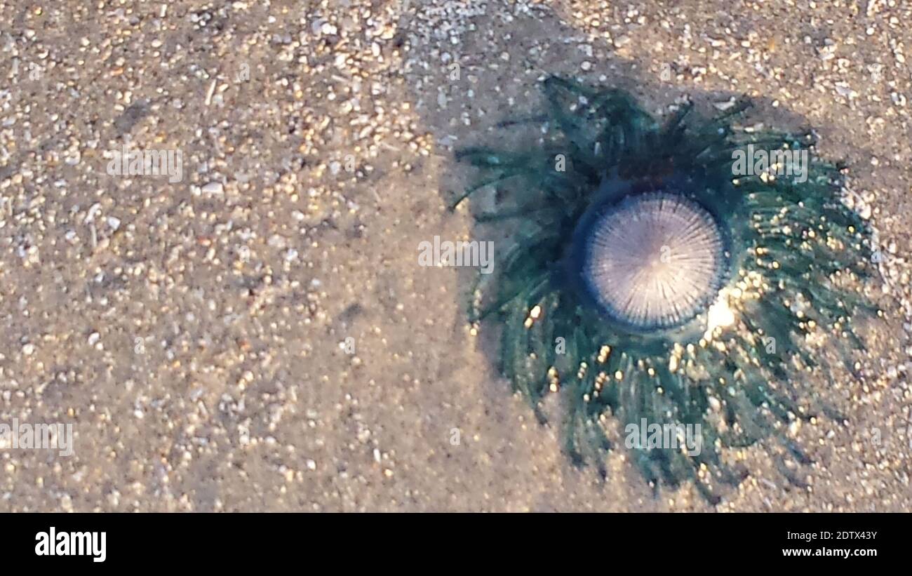 Blaue Quallen, Portugiesischer Krieg, am Strand, Padre Island, Texas, Golf von Mexiko ausgewaschen Stockfoto