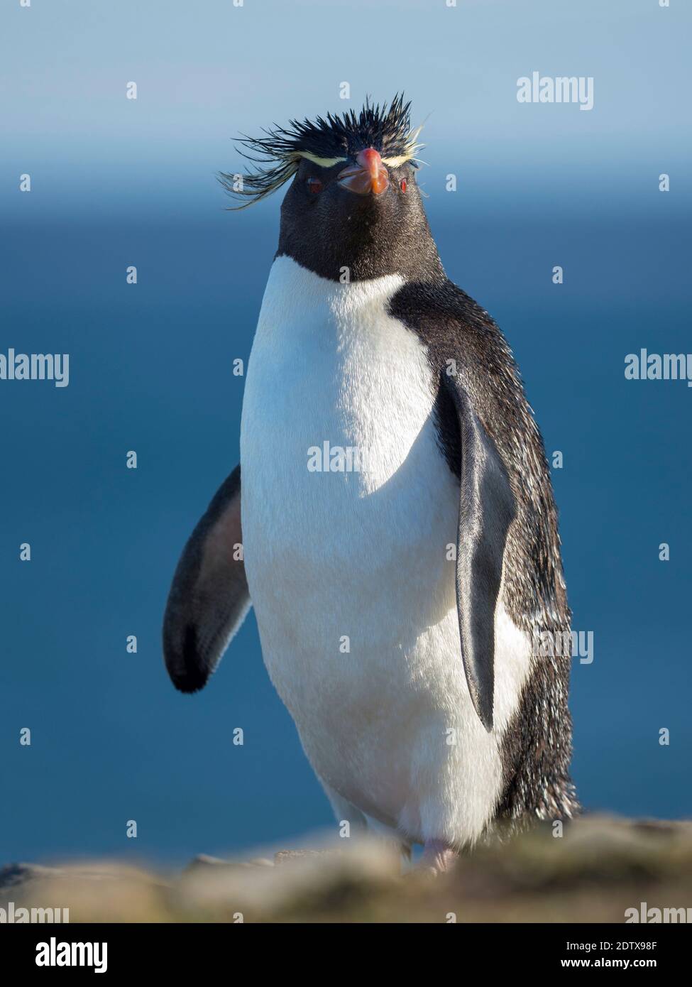 Rockhopper Penguin (Eudytes chrysocome), Unterart Southern Rockhopper Penguin (Eudytes chrysocome chrysocome). Südamerika, Falklandinseln, Stockfoto