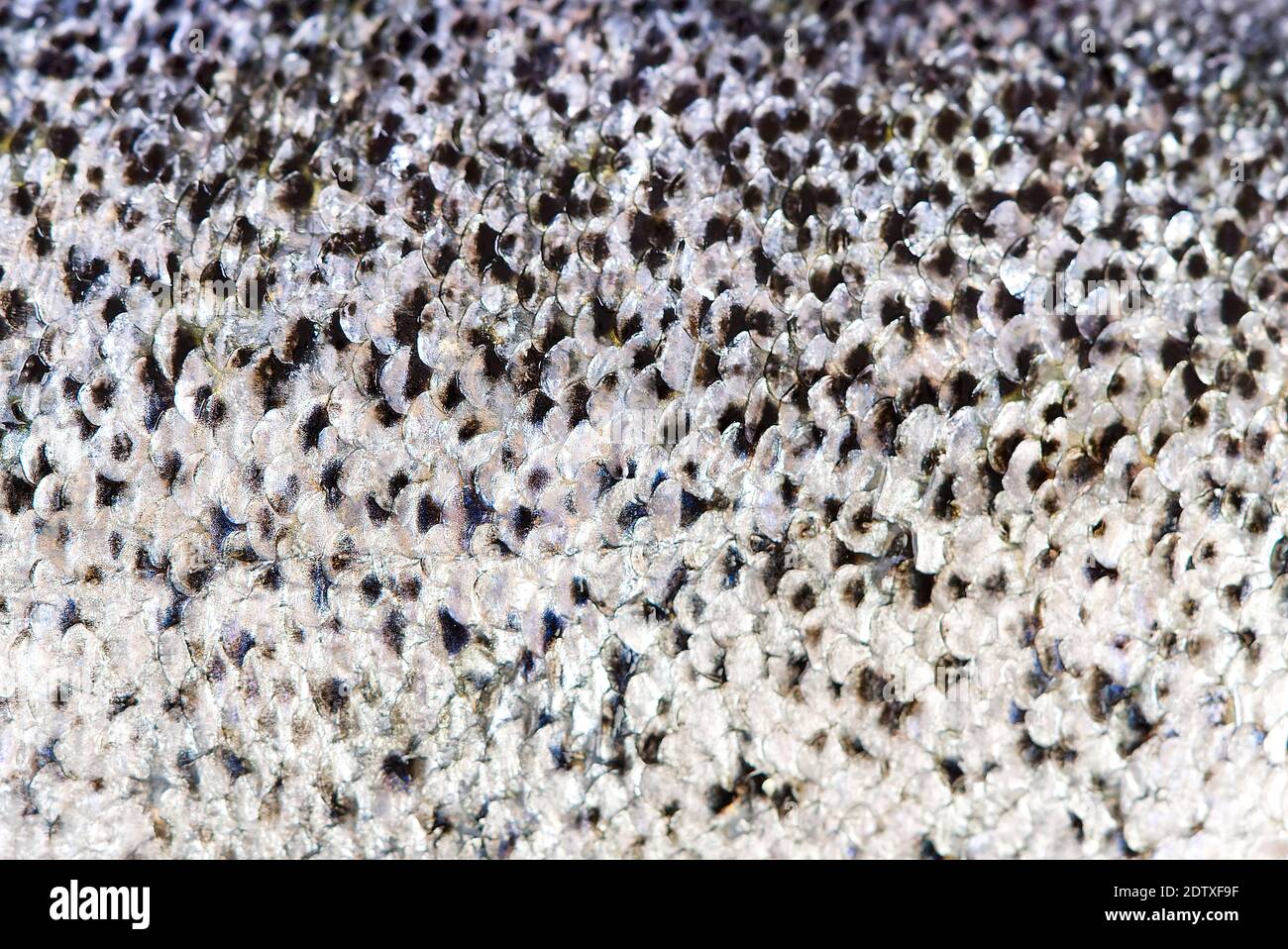 Frische rohe Lachs Fisch Haut Makro-Textur für Hintergrund Stockfoto