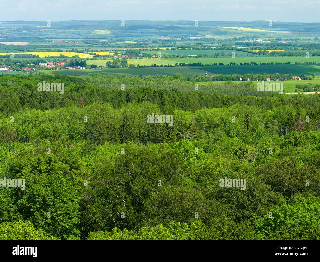 Das Baldachin vom Baldachin aus gesehen wandern Sie durch den Hainich-Wald in Thüringen, Nationalpark und Teil des UNESCO-Weltkulturerbes - Buchenurwälder Stockfoto