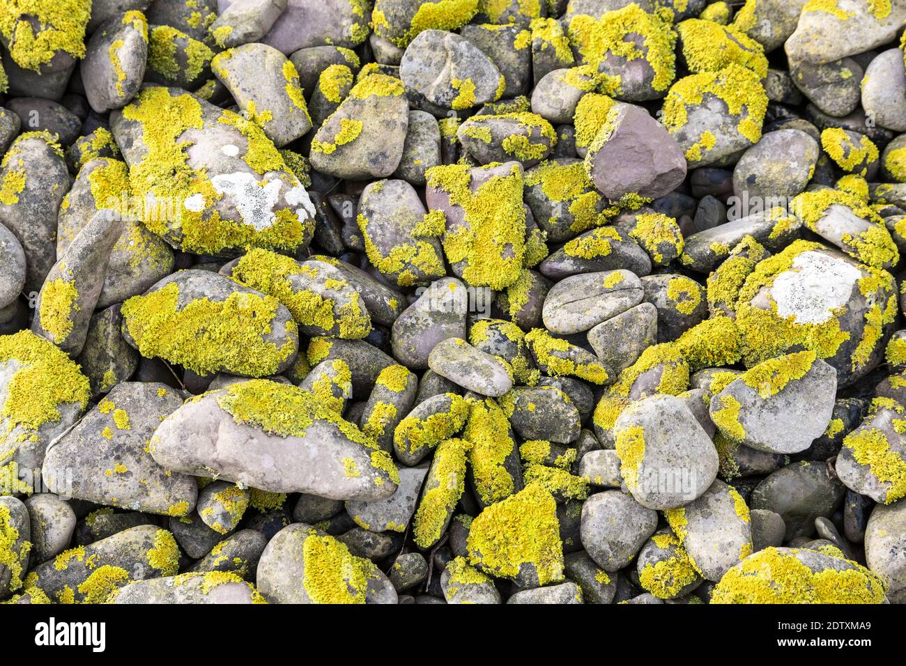 Flechten bedeckt Kieselsteine am Strand von Porlock Weir, Somerset UK Stockfoto