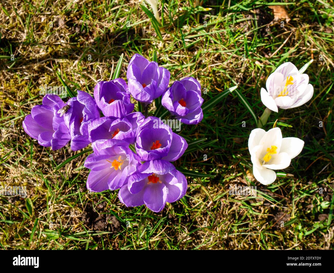 Westerstede, Deutschland: Grüner Stadtpark in Frühlingsblüte Stockfoto