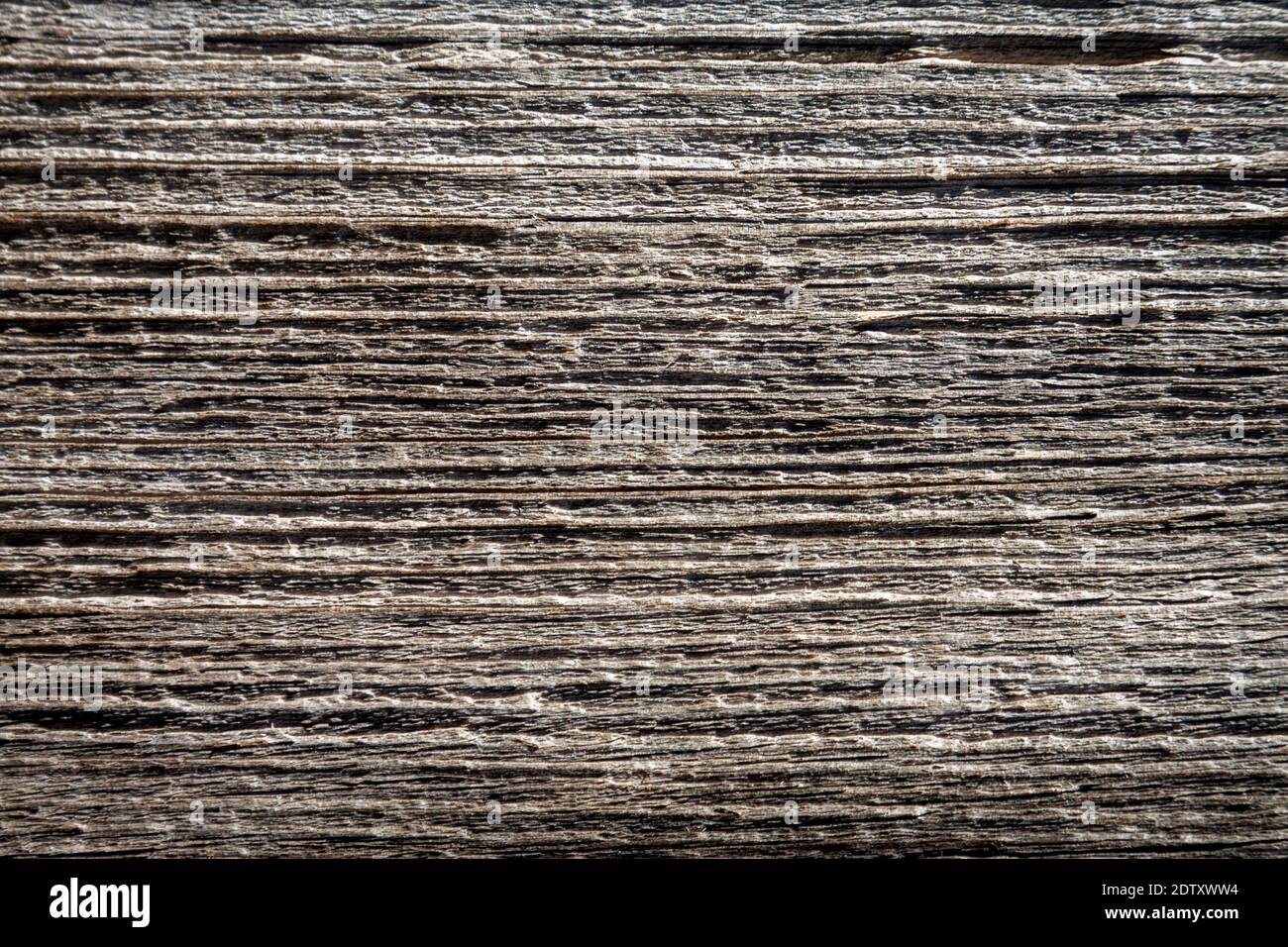 Natürlicher Holzhintergrund. Detaillierte grafische Ressource, frisch geschnittene Kiefernholz-Textur. Panoramabild im Grunge-Stil Stockfoto