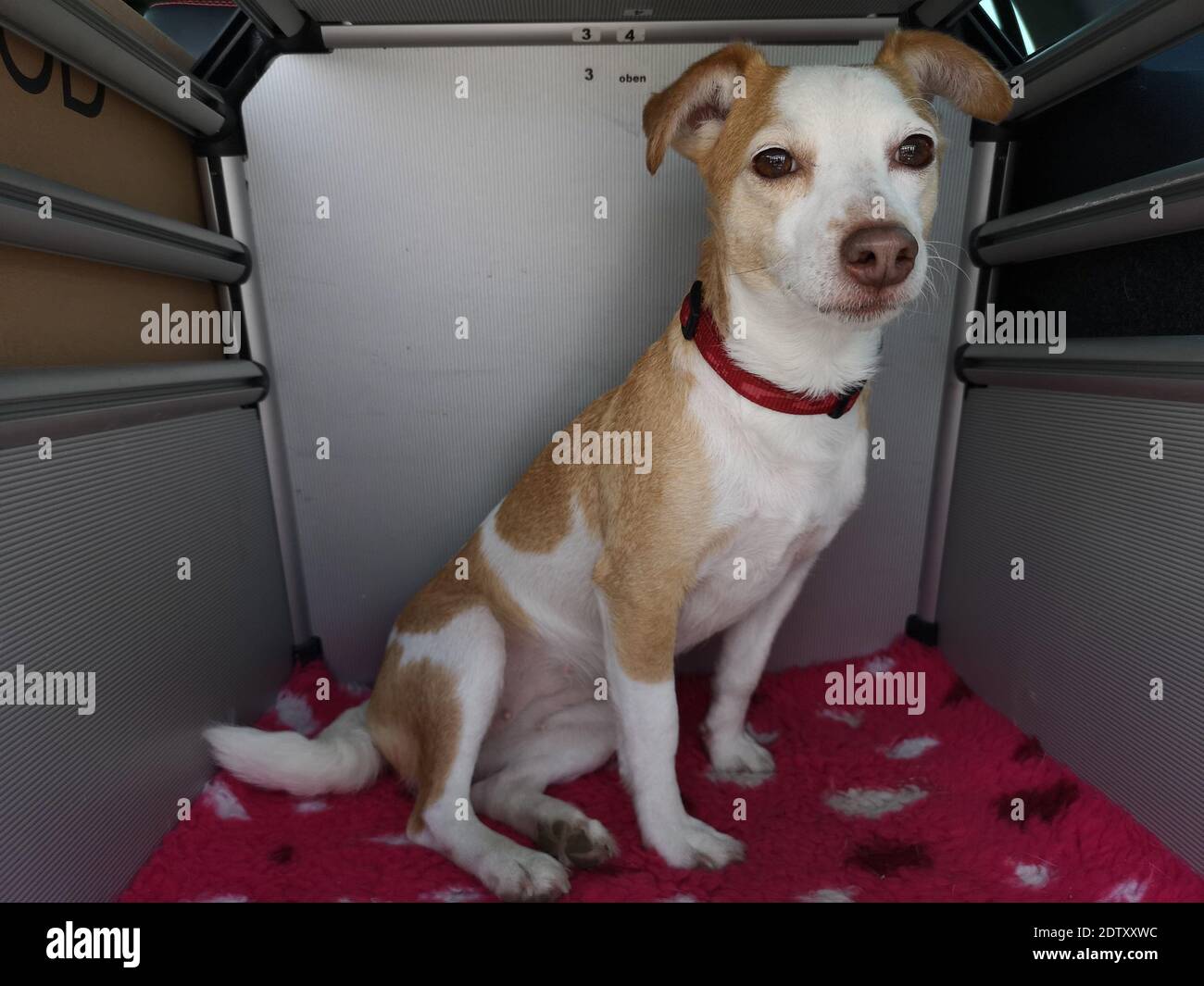 Hund In Der Geräumigen Dogbox Sitzt Auf Dem Rosa Teppich Und Schaut Auf Die  Action Drum Herum Stockfotografie - Alamy