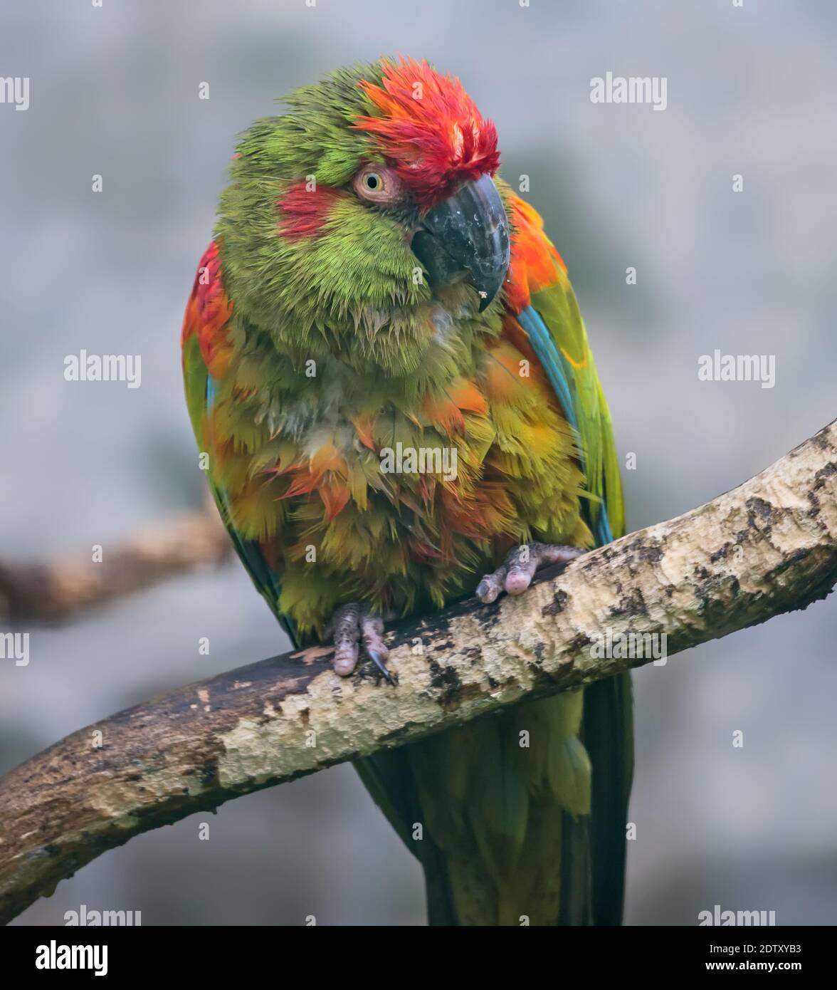 Nahaufnahme eines Rotstirnas (Ara rubrogenys) Stockfoto