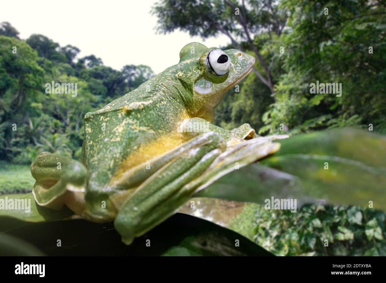 Nahaufnahme eines Reinwardts-Baumfrosches (Rhacophorus reinwardtii) Stockfoto