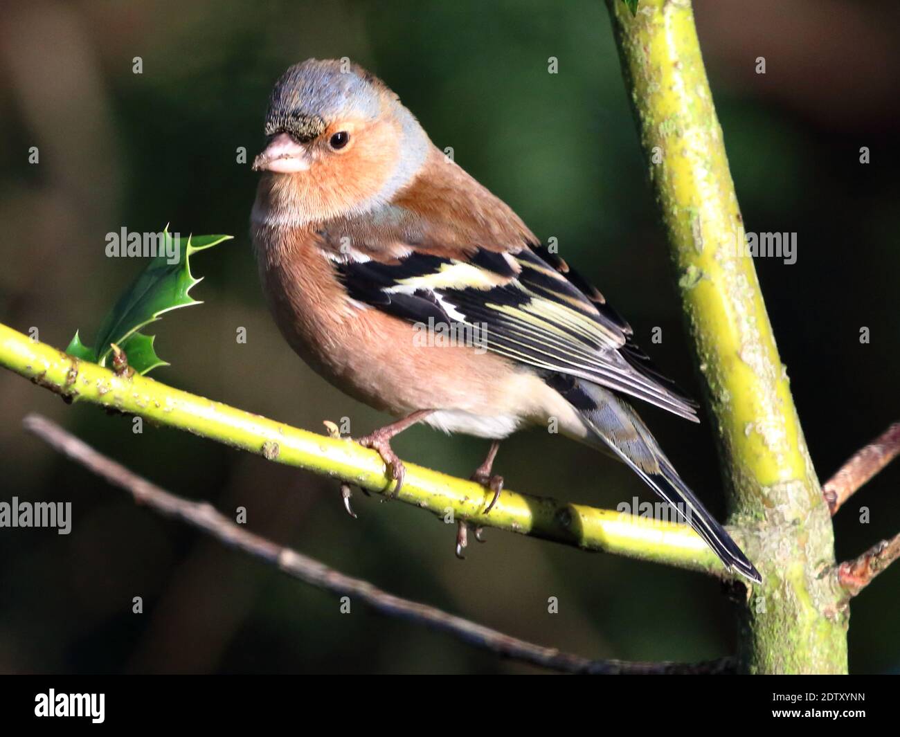 Männlicher gemeiner Chaffinch (Fringilla-Koelebs) Stockfoto