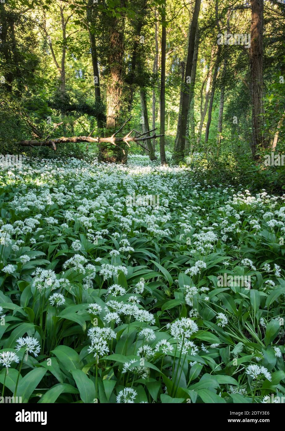 Bärlauch in Vale Royal Woods, in der Nähe von Whitegate, Cheshire, England, Großbritannien Stockfoto