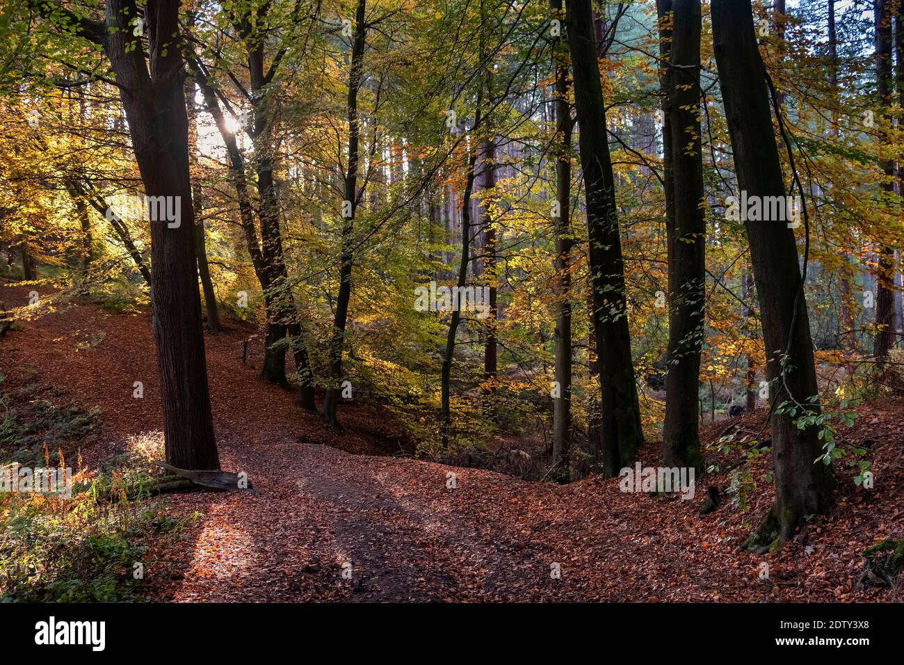Delamere Forest im Herbst, Delamere, Cheshire, England, Großbritannien Stockfoto
