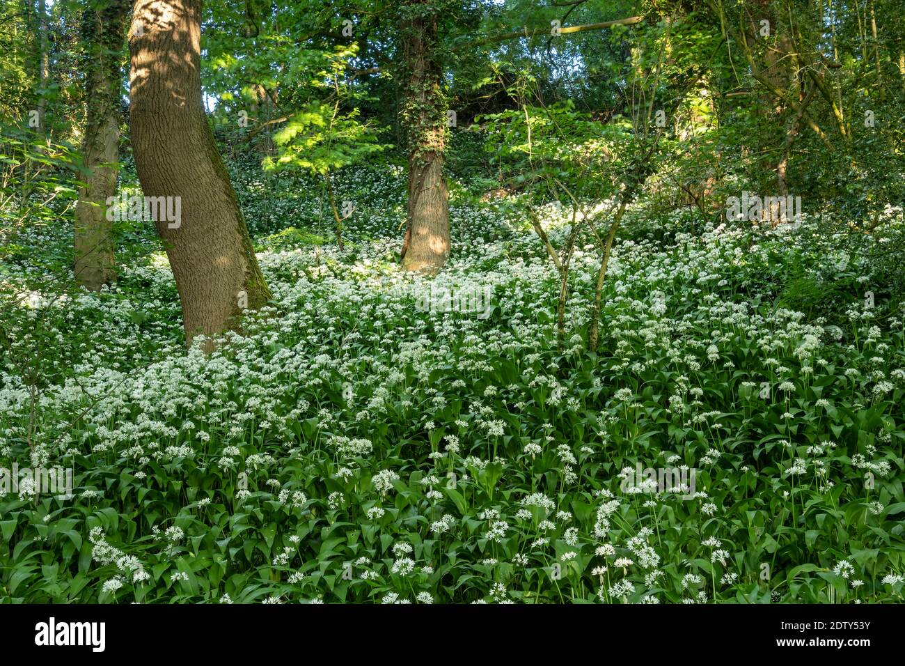 Bärlauch (Allium ursinum) in Wäldern entlang des Flusses Weaver, Cheshire, England, Großbritannien Stockfoto