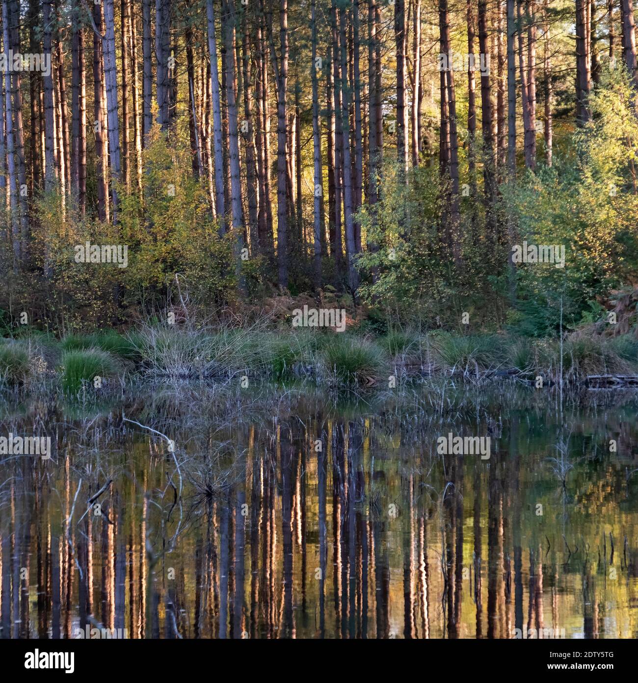 Beschaulicher See im Delamere Forest, Cheshire, England, Großbritannien Stockfoto