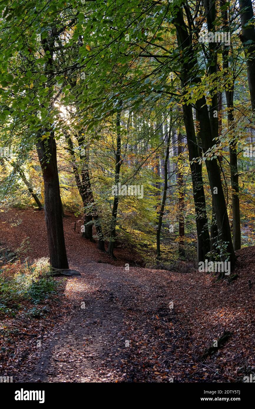 Herbst in Delamere Wald, Cheshire, England, UK Stockfoto
