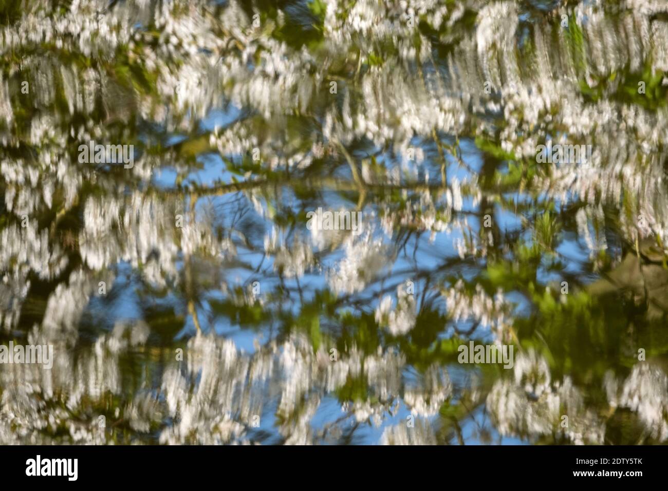Frühlingsbaumblüte spiegelt sich im Fluss Weaver, in der Nähe von Whitegate, Cheshire, England, Großbritannien Stockfoto