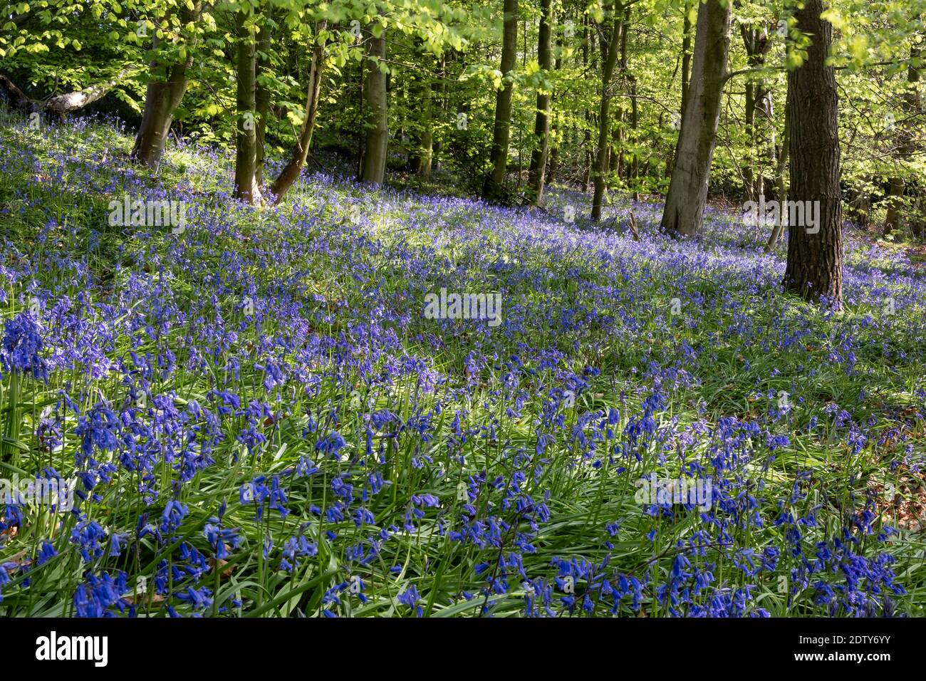 Common English Bluebells, Vale Royal Woods, Cheshire, England, UK Stockfoto