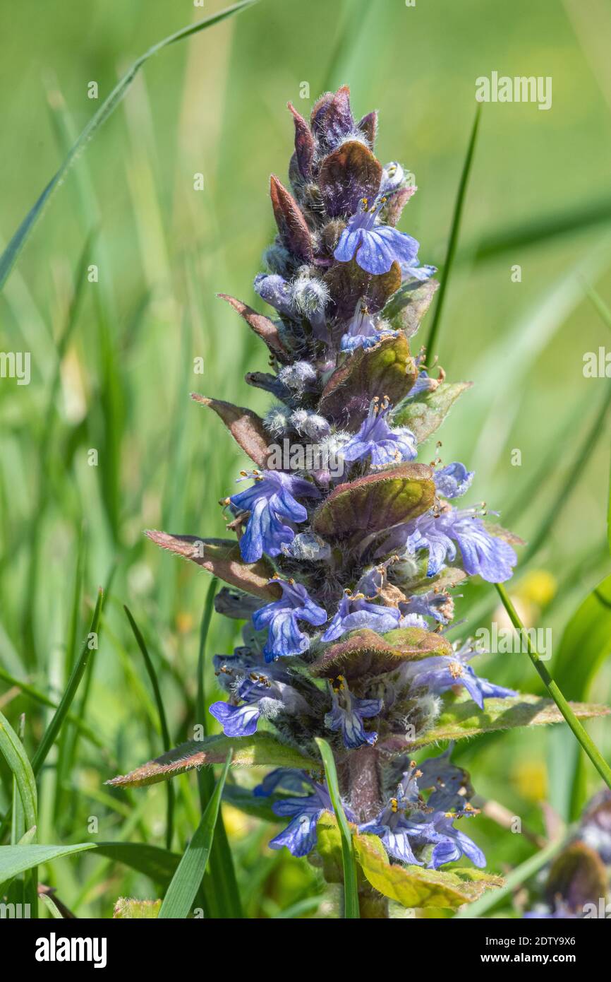 Nahaufnahme einer blühenden Bügel (ajuga reptans) Stockfoto