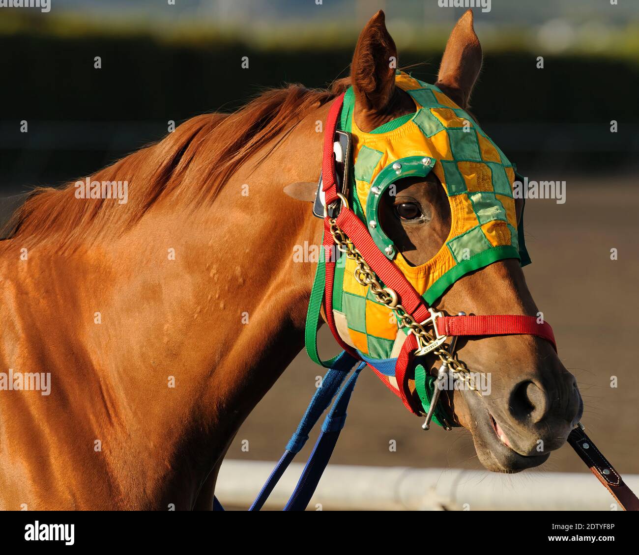 Ein Rennpferd wird mit einer goldenen und grünen Blinderhaube zum Fahrerlager in Emerald Downs, Auburn, WA, geführt. Stockfoto