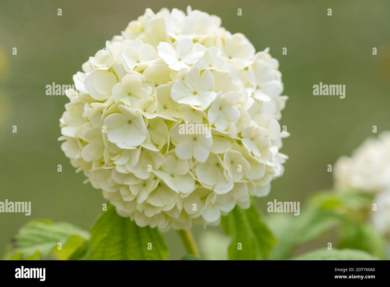 Nahaufnahme von Blüten auf einem Viburnum opulus Strauch Stockfoto