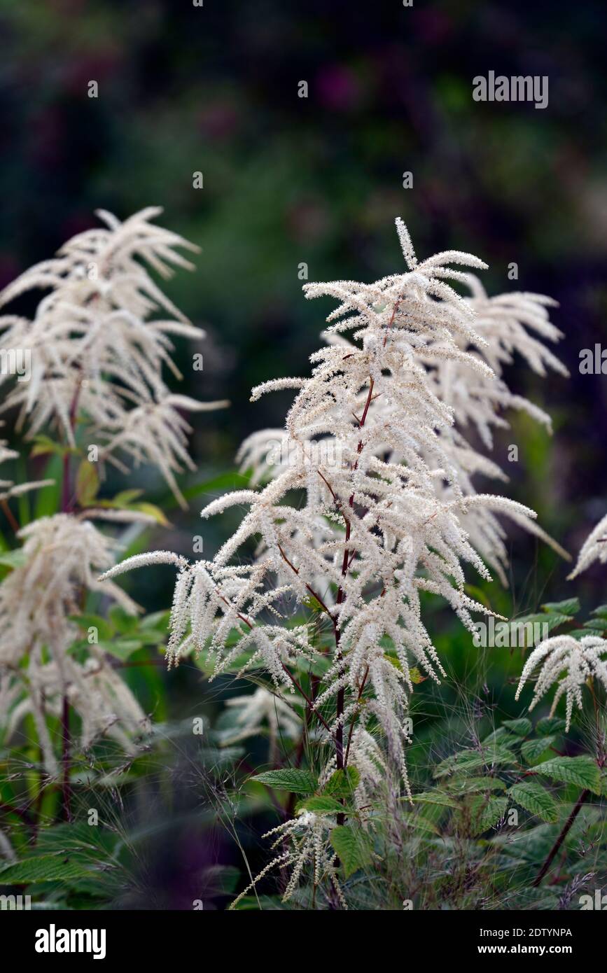 Cremeweiße Federn, aruncus sinensis x dioicus zweiweltenkind, Aruncus dioicus Zweiweltenkind, Blumen, rot gestielt, blühend, Falscher Ziegenbart, rote Stängel, Stockfoto