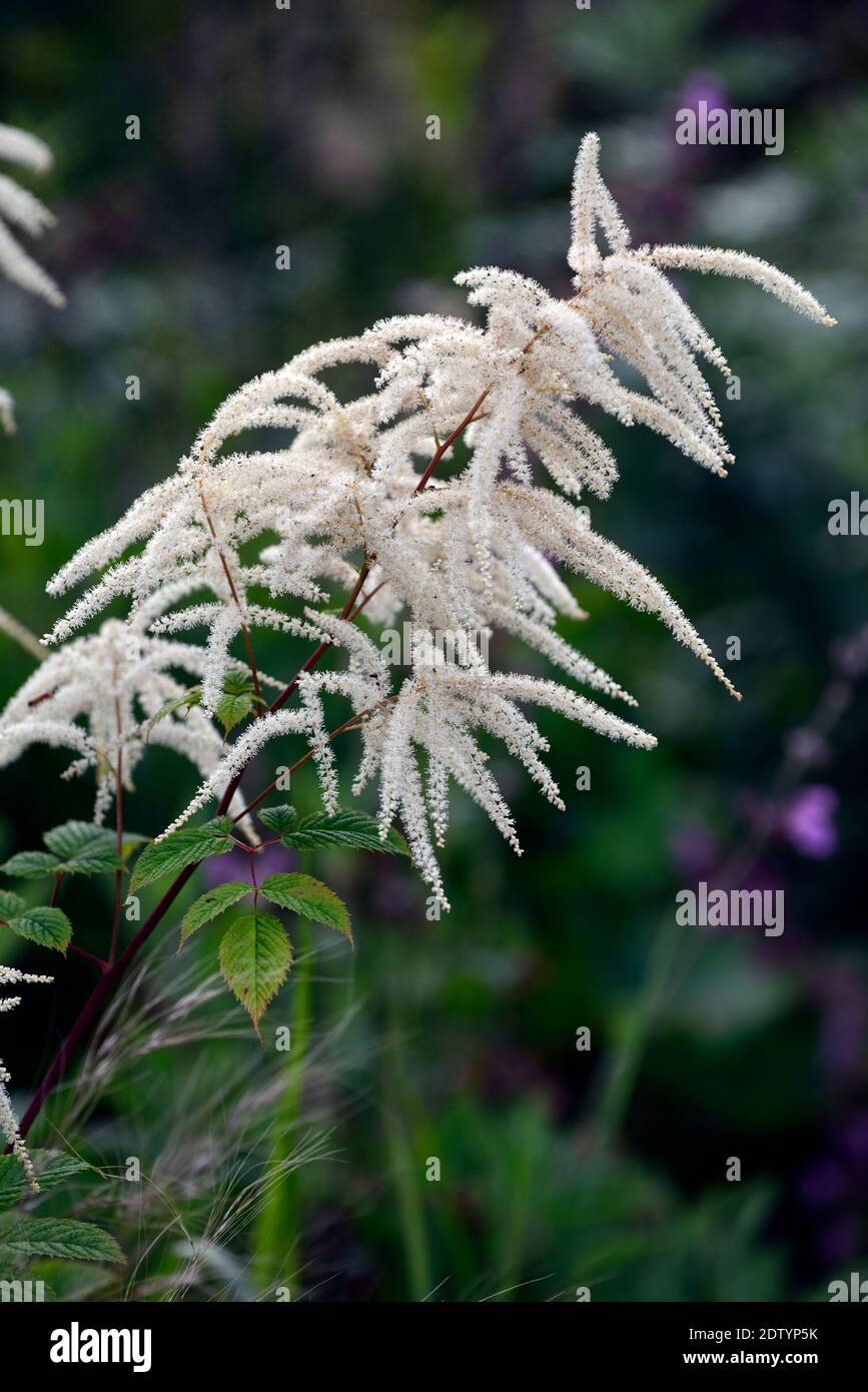 Cremeweiße Federn, aruncus sinensis x dioicus zweiweltenkind, Aruncus dioicus Zweiweltenkind, Blumen, rot gestielt, blühend, Falscher Ziegenbart, rote Stängel, Stockfoto