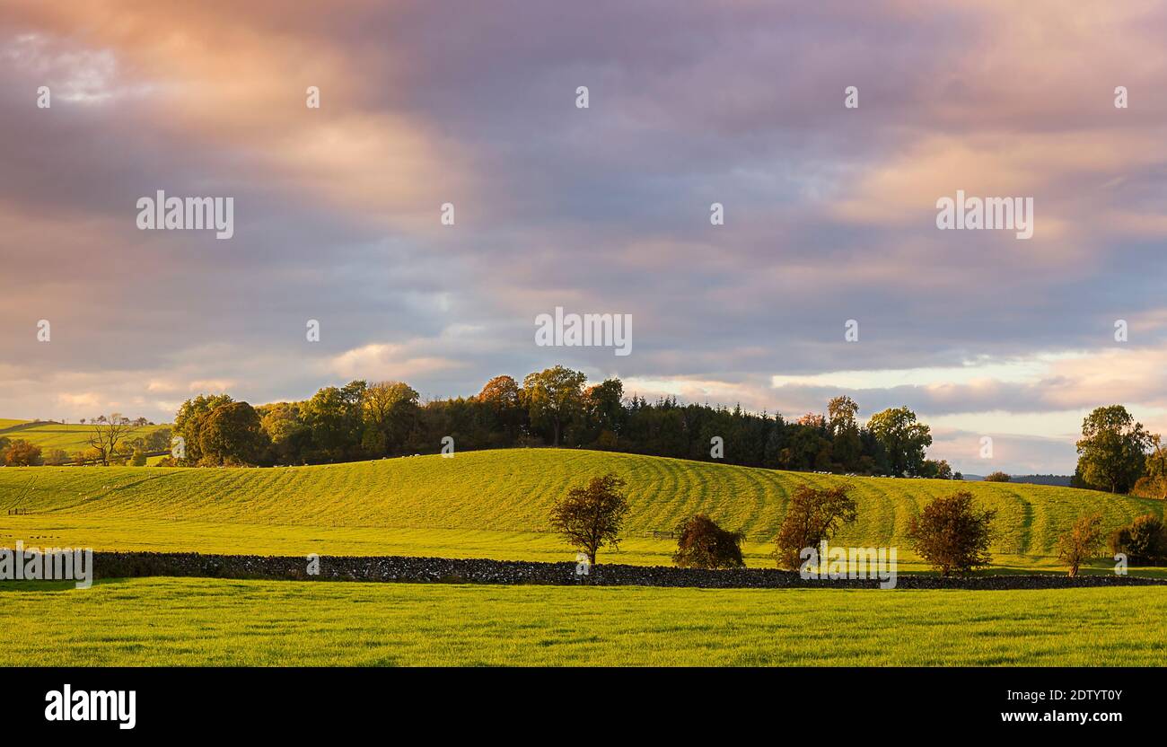 Die Landschaft der Yorkshire Dales ist manchmal gebirgig oder leicht rollend an anderen Orten. Hier sehen wir eine Wiese, die in der Abendsonne glüht. Stockfoto